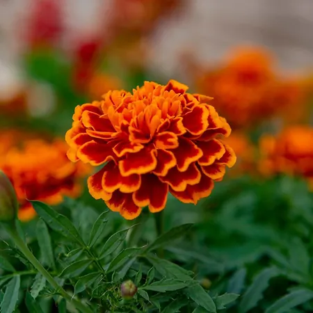 Paradise Dreams Menada *